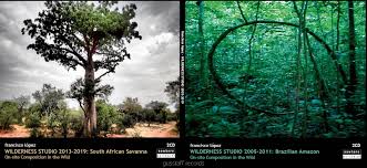WILDERNESS STUDIO 2005-2019. BRAZILIAN AMAZON- SOUTH AFRICAN SAVANNA