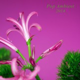 POP AMBIENT 2014